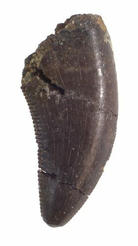 Raptor Tooth (Saurornitholestes?) - Aguja Formation, Texas #42998